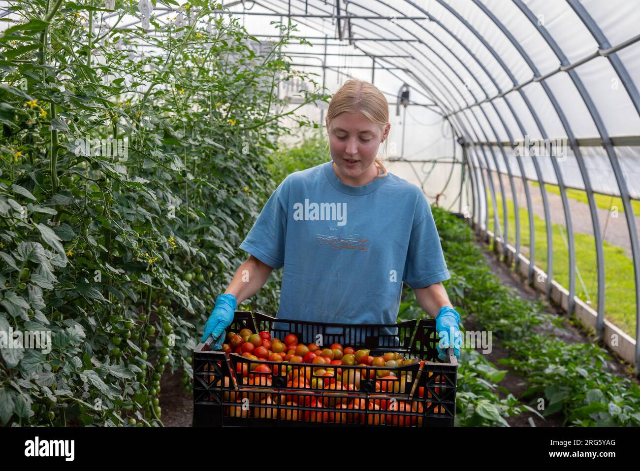 Ypsilanti, Michigan - Tomaten werden in einem Gewächshaus auf der Farm von Trinity Health geerntet. Der Bauernhof ist Teil eines wachsenden „Food as Medicine“-Konzepts. Stockfoto