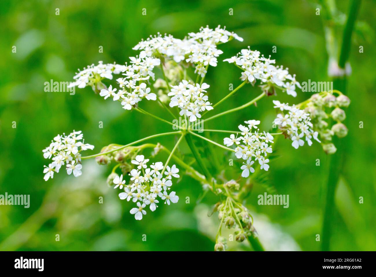 KuhPetersilie (anthriscus sylvestris), Nahaufnahme des offenen Kopfes kleiner weißer Blüten des gewöhnlichen Wald- und Graslands. Stockfoto