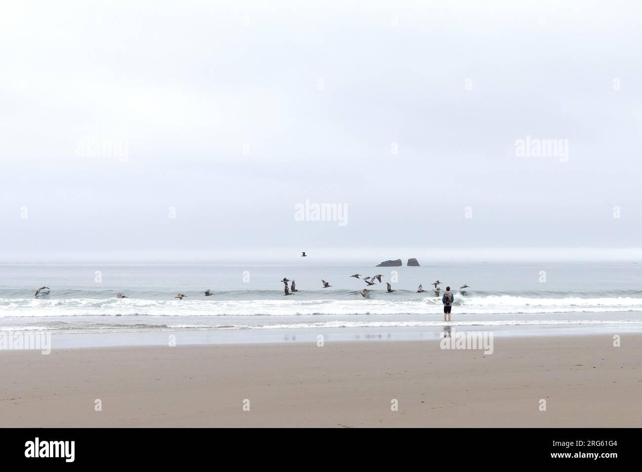 Ein Junge am Face Rock Beach in Bandon, Oregon, beobachtet Pelikane, die von hinten über den Ozean fliegen. Stockfoto