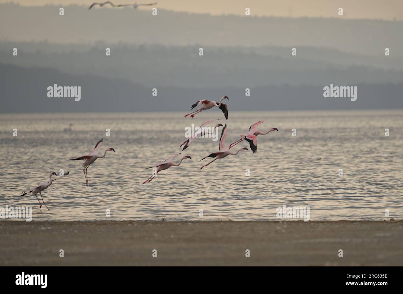Fliegende Gruppe von Flamingos, die am Strand von Lake Nakuru ankommen und sich auf die Landung vorbereiten, Kenia, Afrika Stockfoto
