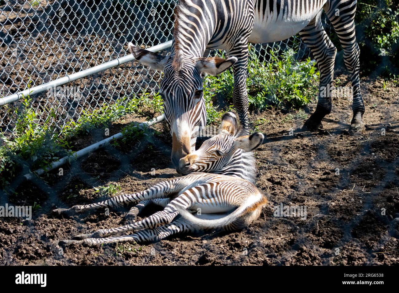 Mutter mit 5 Tage altem Zebra-Baby Stockfoto