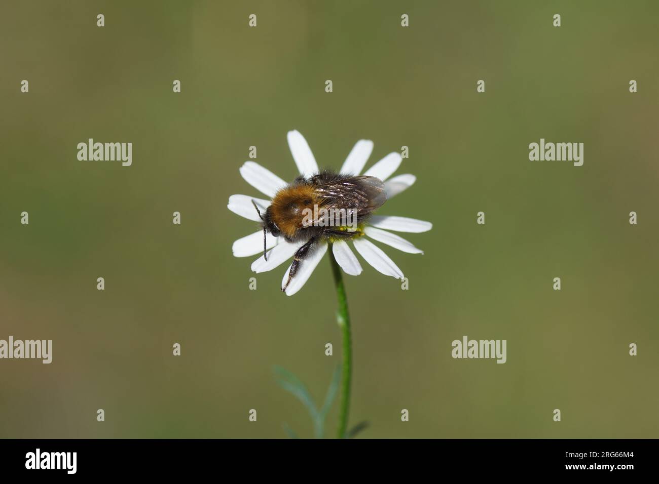 Nahaufnahme der Karderbiene (Bombus Pascuorum), Familie Apidae. Uber die Blüte der Kamille (Matricaria chamomilla, Matricaria recutit) Familie Asteraceae. Stockfoto