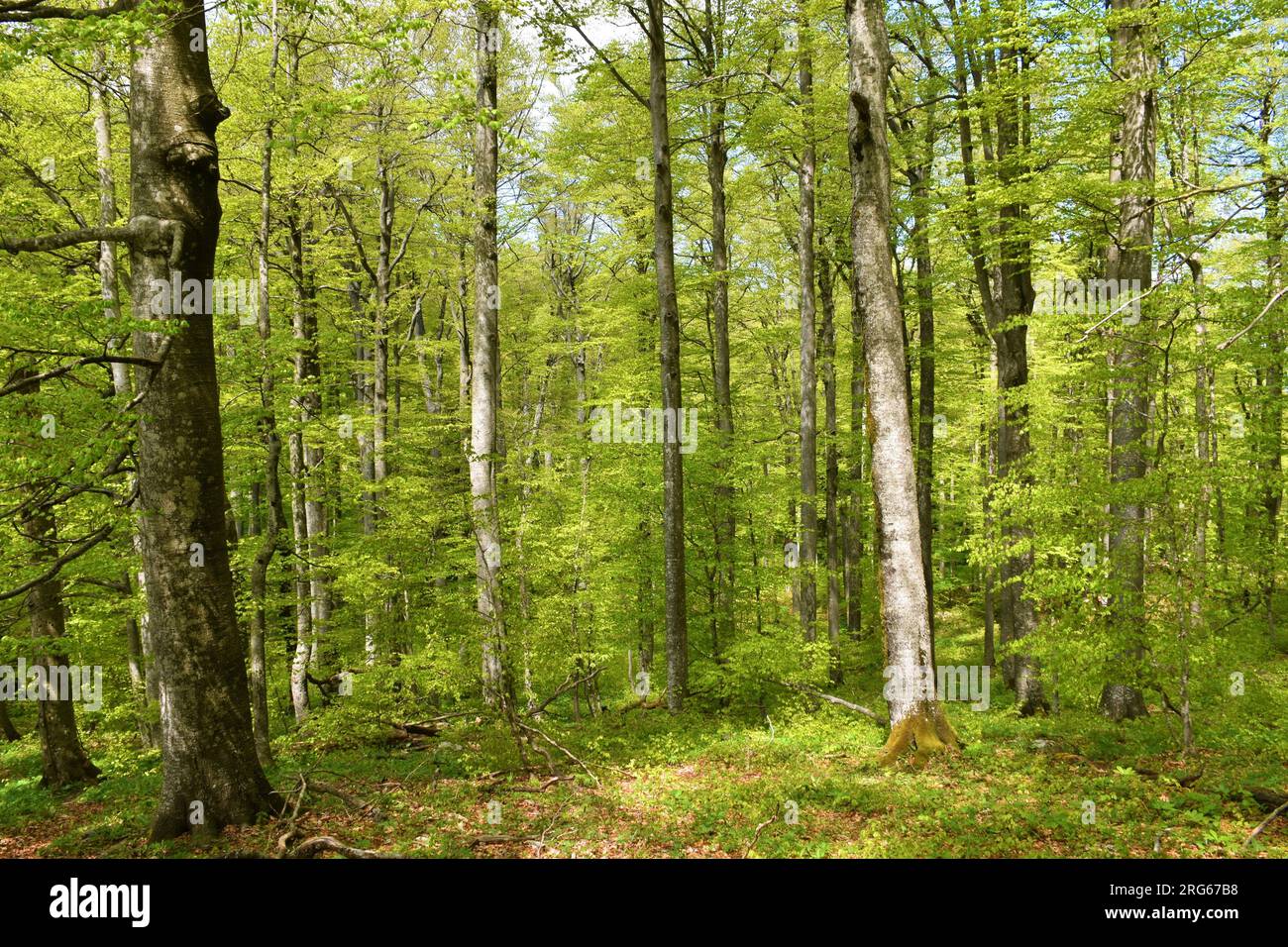 Hellgrüner alter Buchenwald (Fagus sylvatica) gemäßigter, milder Laubwald Stockfoto