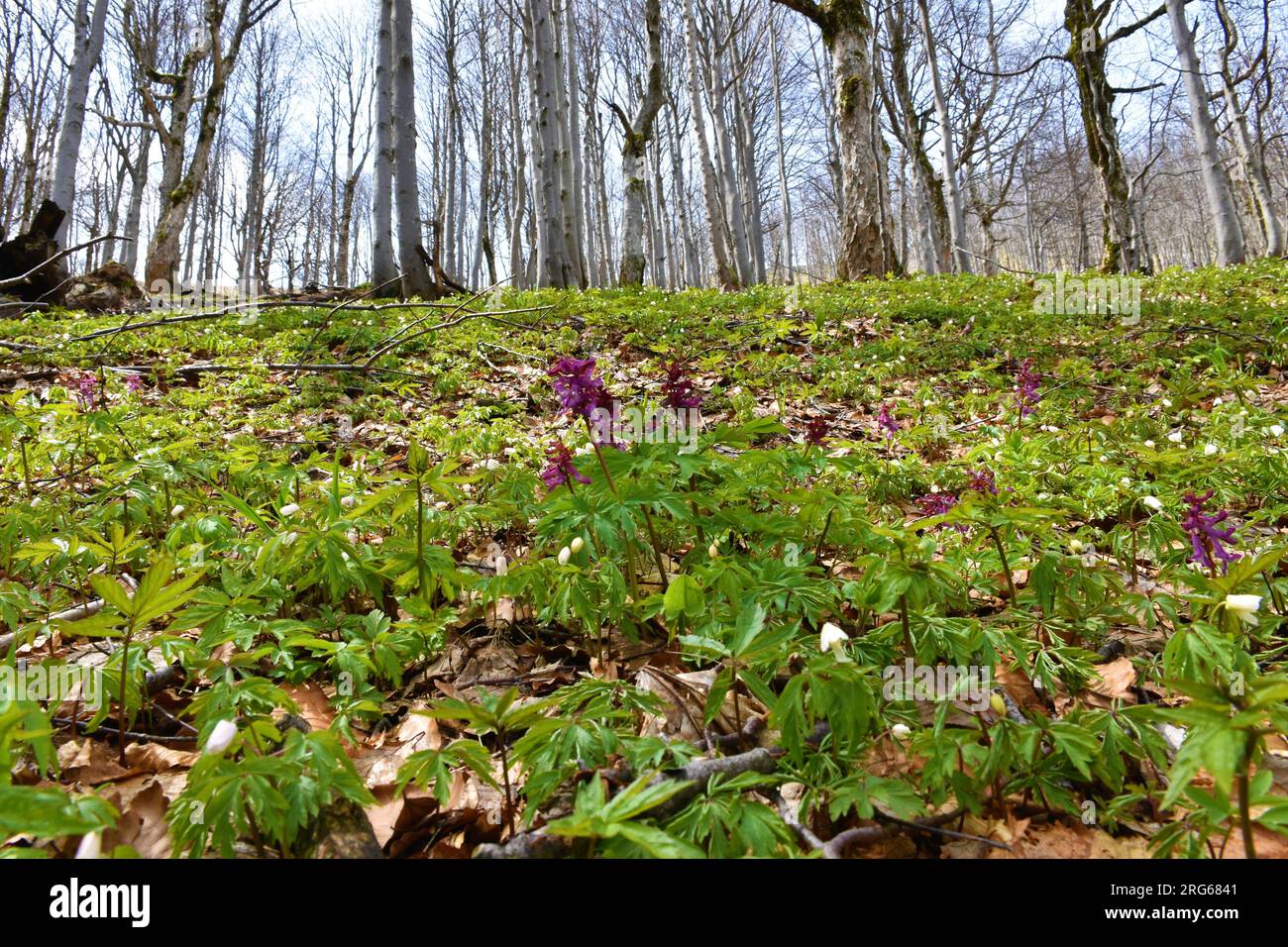 Purpurfumewort (Corydalis solida) Blüte in einem Buchen- und Ahornwald im Frühjahr Stockfoto