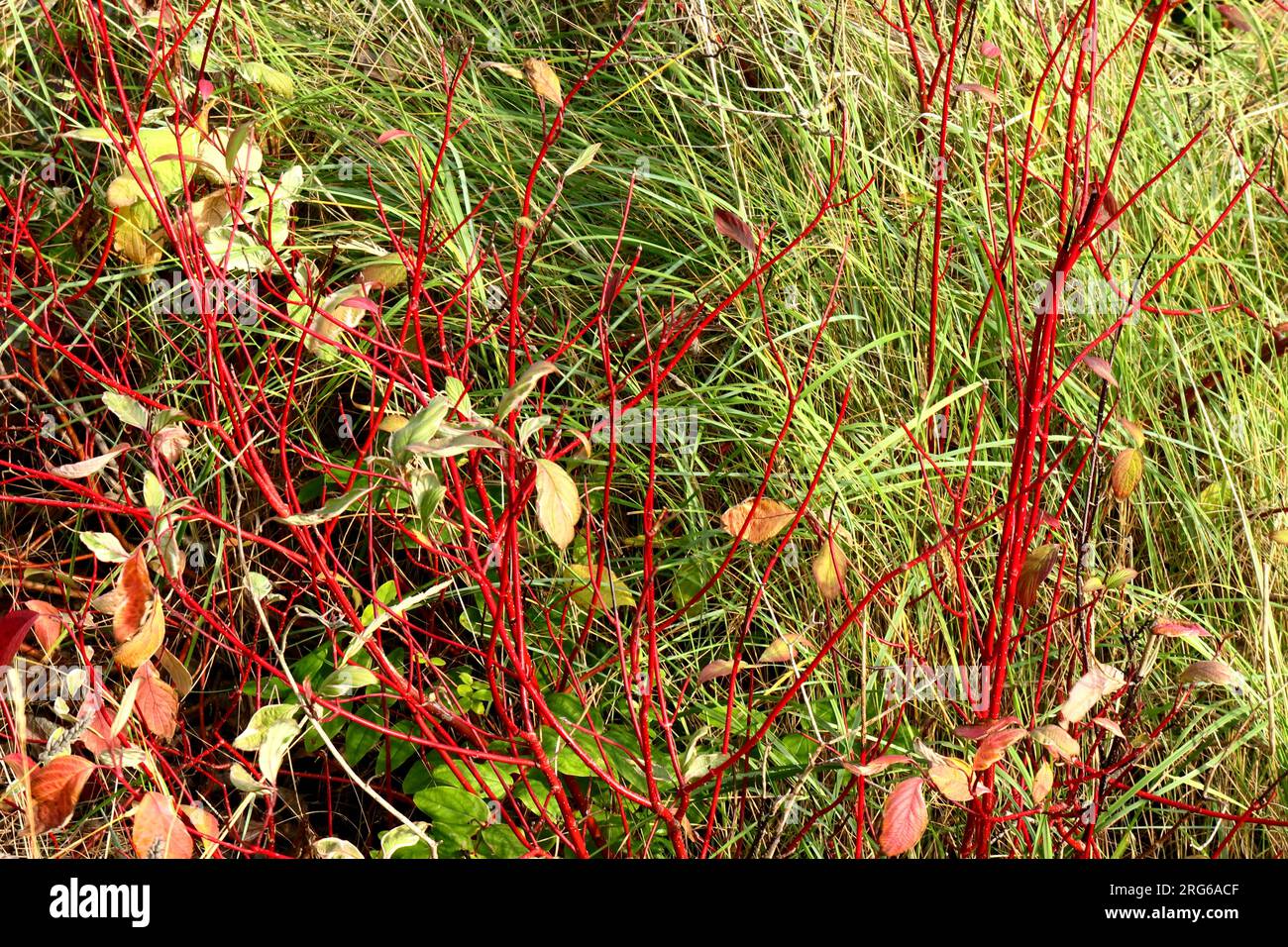 Kräftige rote Zweige und Stämme aus Hundelholz wachsen wild und setzen sich auf langes grünes Gras und verwesende Blätter. Stockfoto