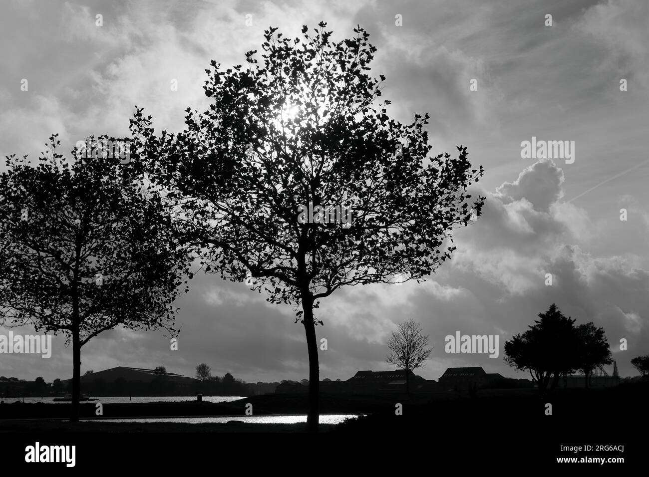 Schwarz-Weiß-Bild eines Baumes vor einem dunklen und bewölkten Himmel mit einem hellen Sonnenschein zwischen den Baumzweigen und hinter den Wolken. Stockfoto
