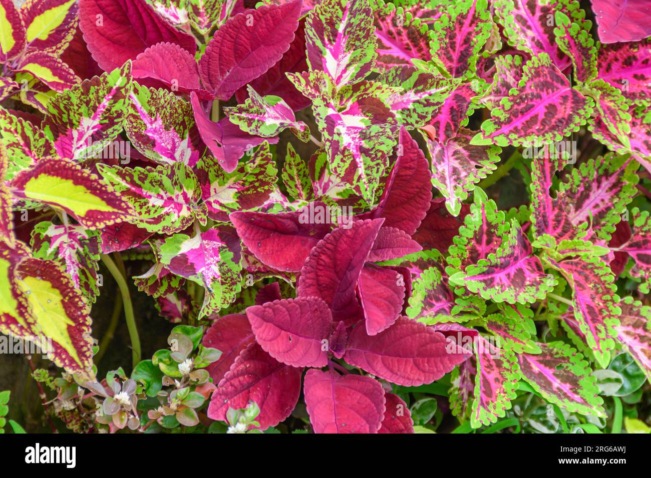 Kultivar von Coleus scutellarioides, Bali, Indonesien Stockfoto