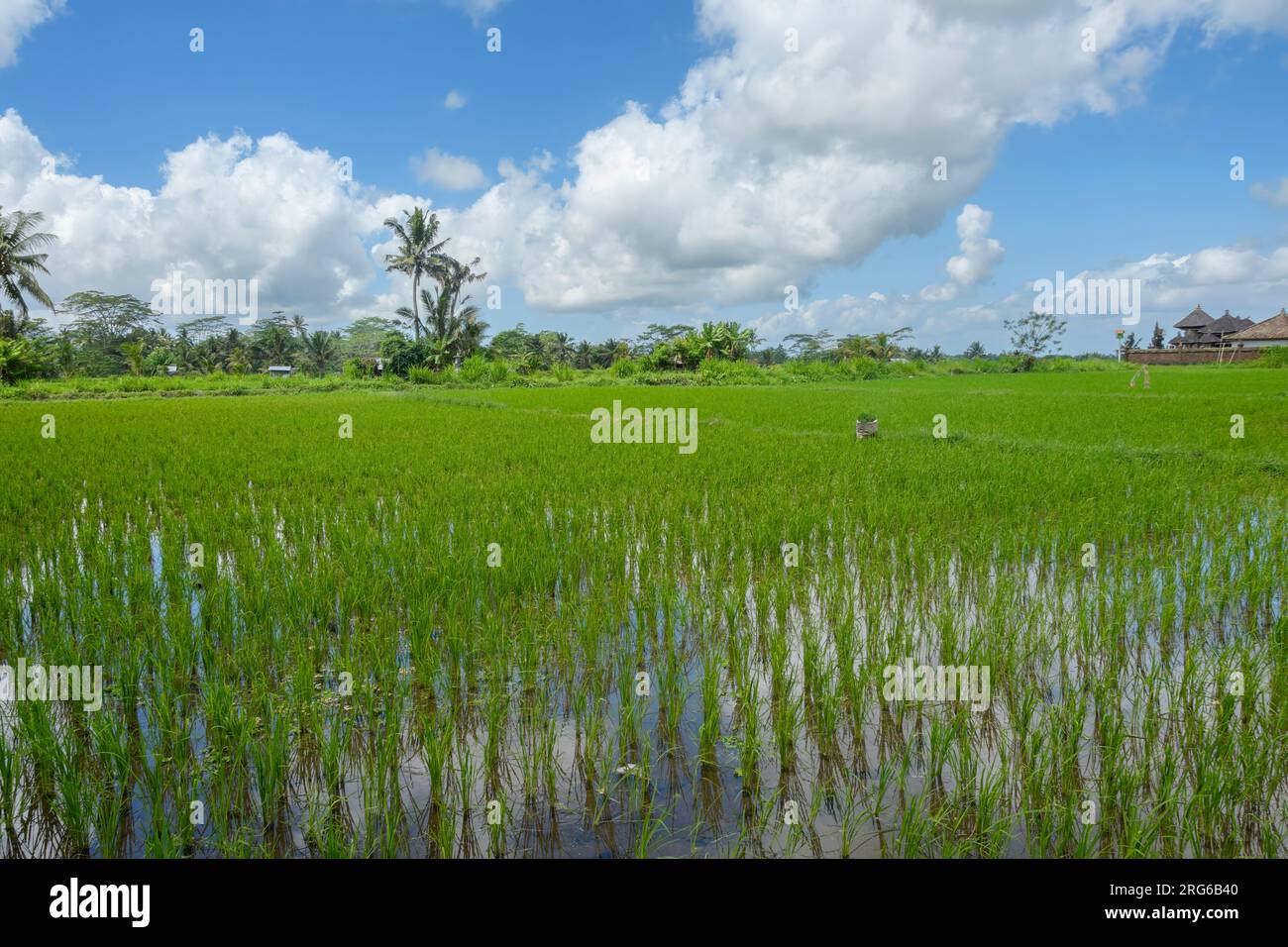 Reisfelder in der Nähe von Tembuku, Bangli Regency, Bali Stockfoto