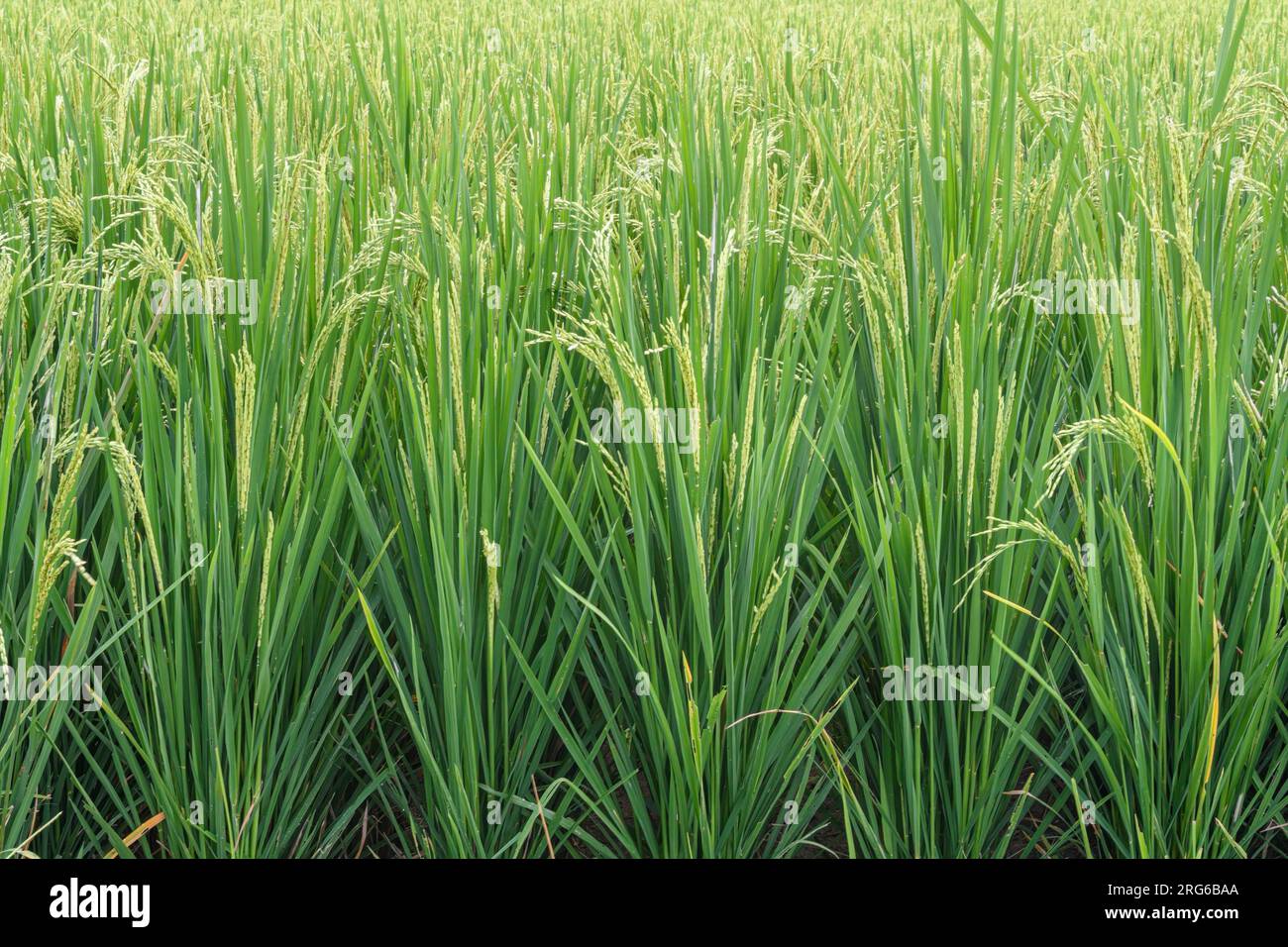 Reis wächst auf einem Feld, nahe Sidemen, Karangasem, Ostbali, Indonesien Stockfoto