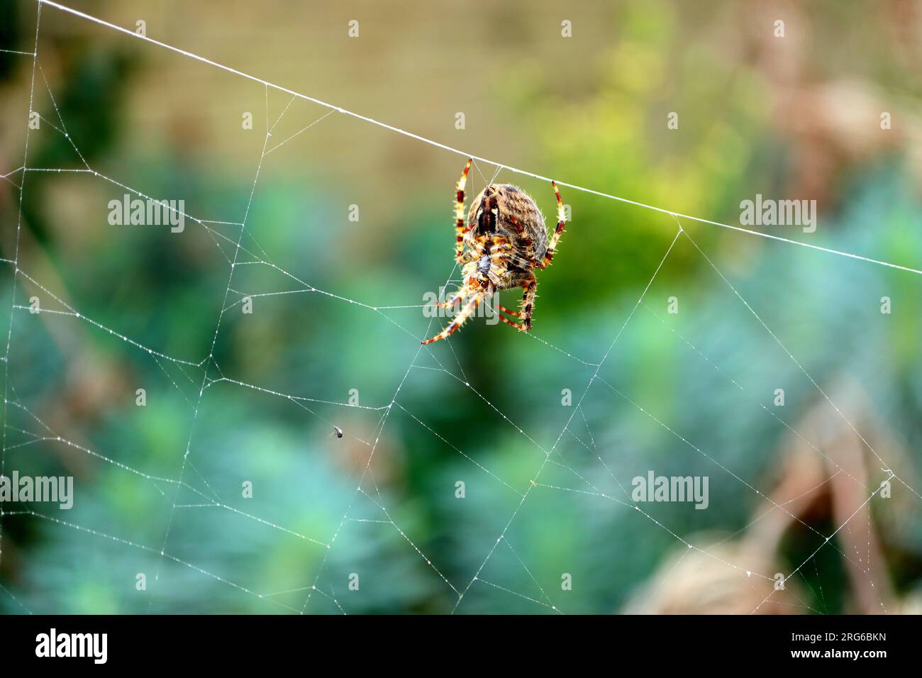 Europäische Gartenspinne mit gestreiften Beinen. Nahaufnahme, Makrofoto der Spinne auf einem Netz, Details zu haarigen Beinen und der Unterseite des Körpers. Stockfoto
