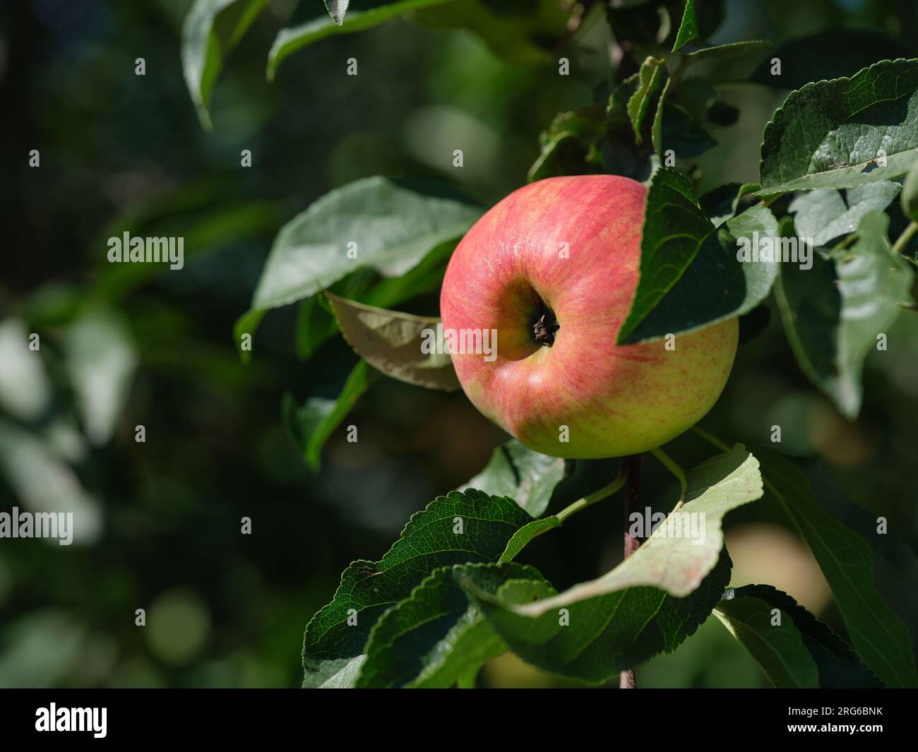 Ein Bio-Apfel, der an einem Apfelbaum hängt. Schließen. Stockfoto