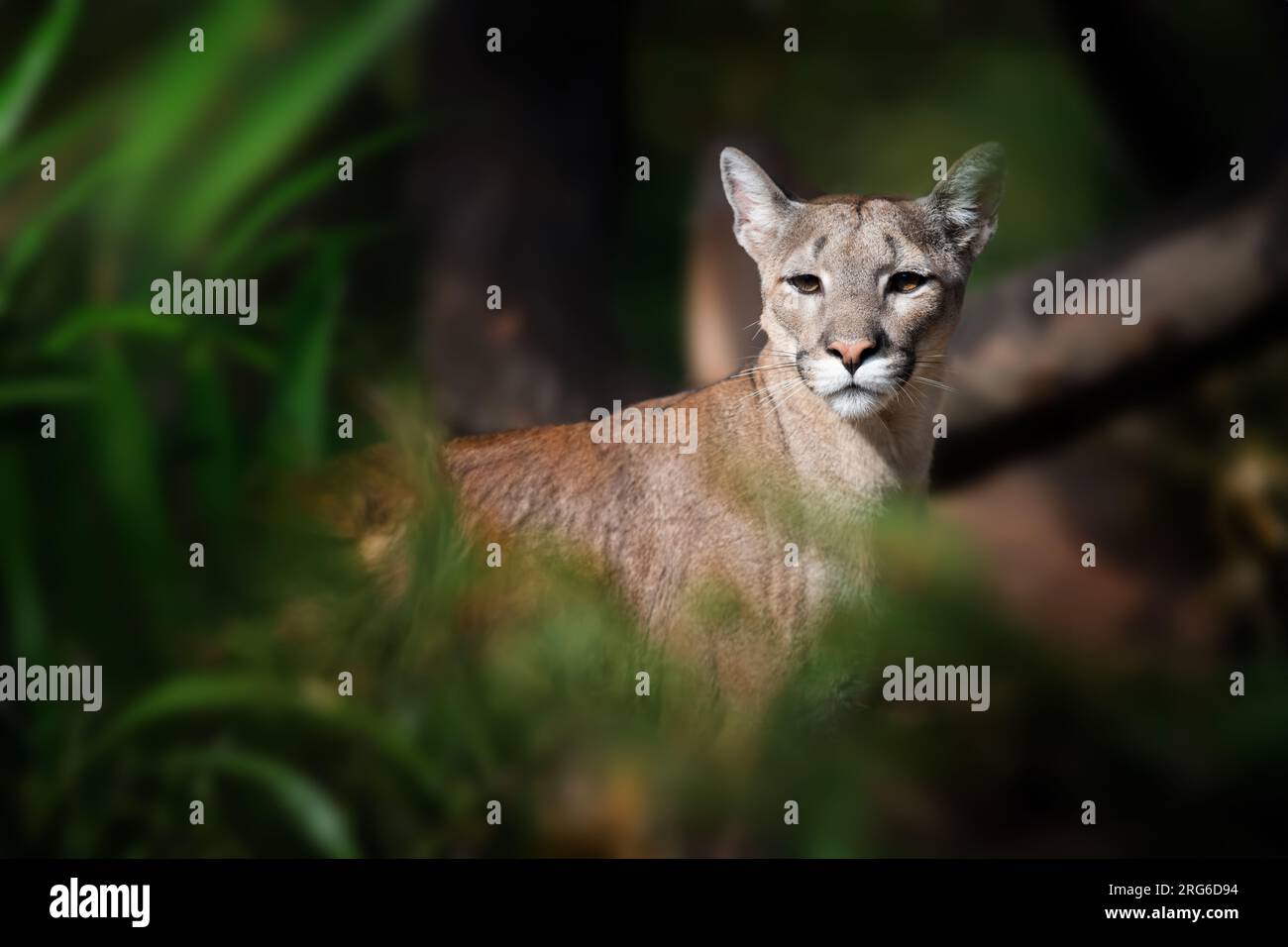puma auf dunklem, natürlichem Hintergrund Stockfoto