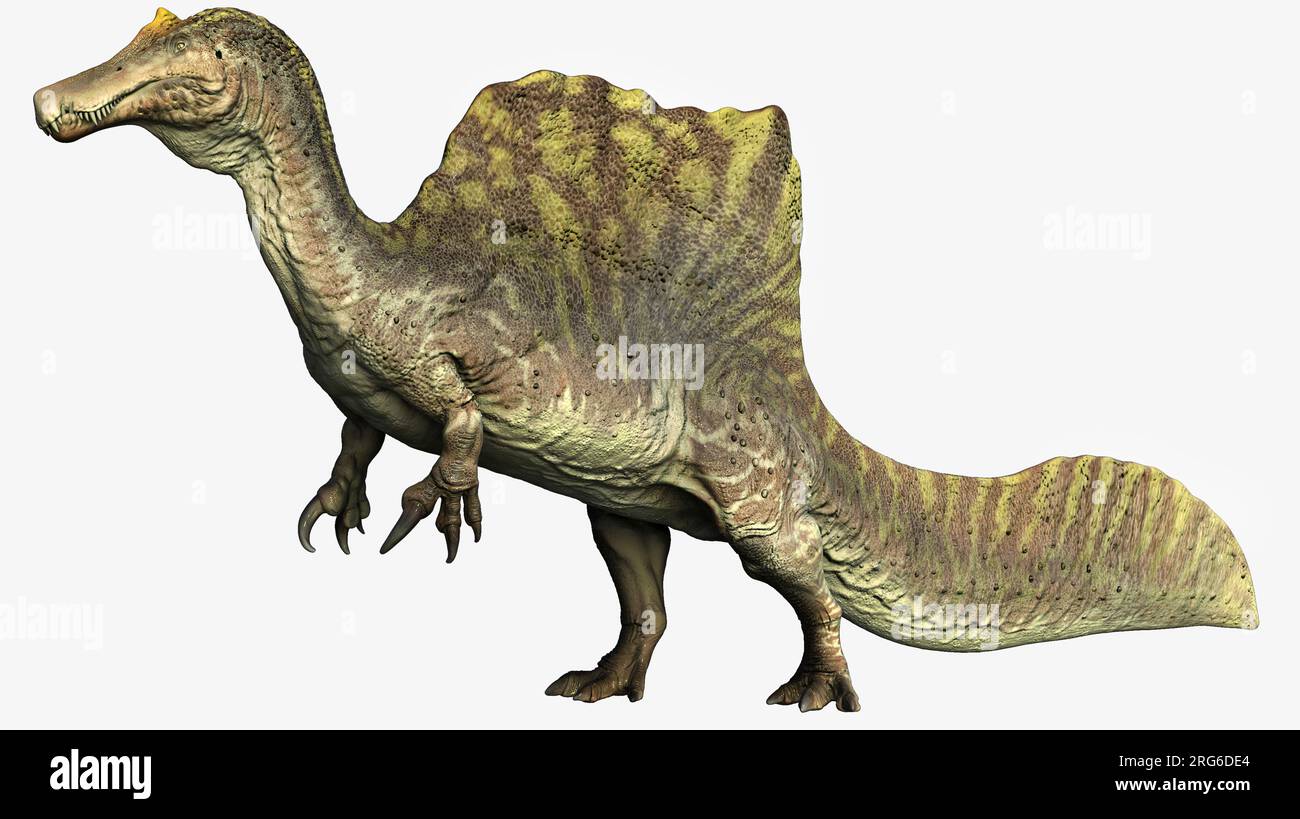 Spinosaurus Dinosaurier, Seitenansicht auf weißem Hintergrund. Stockfoto