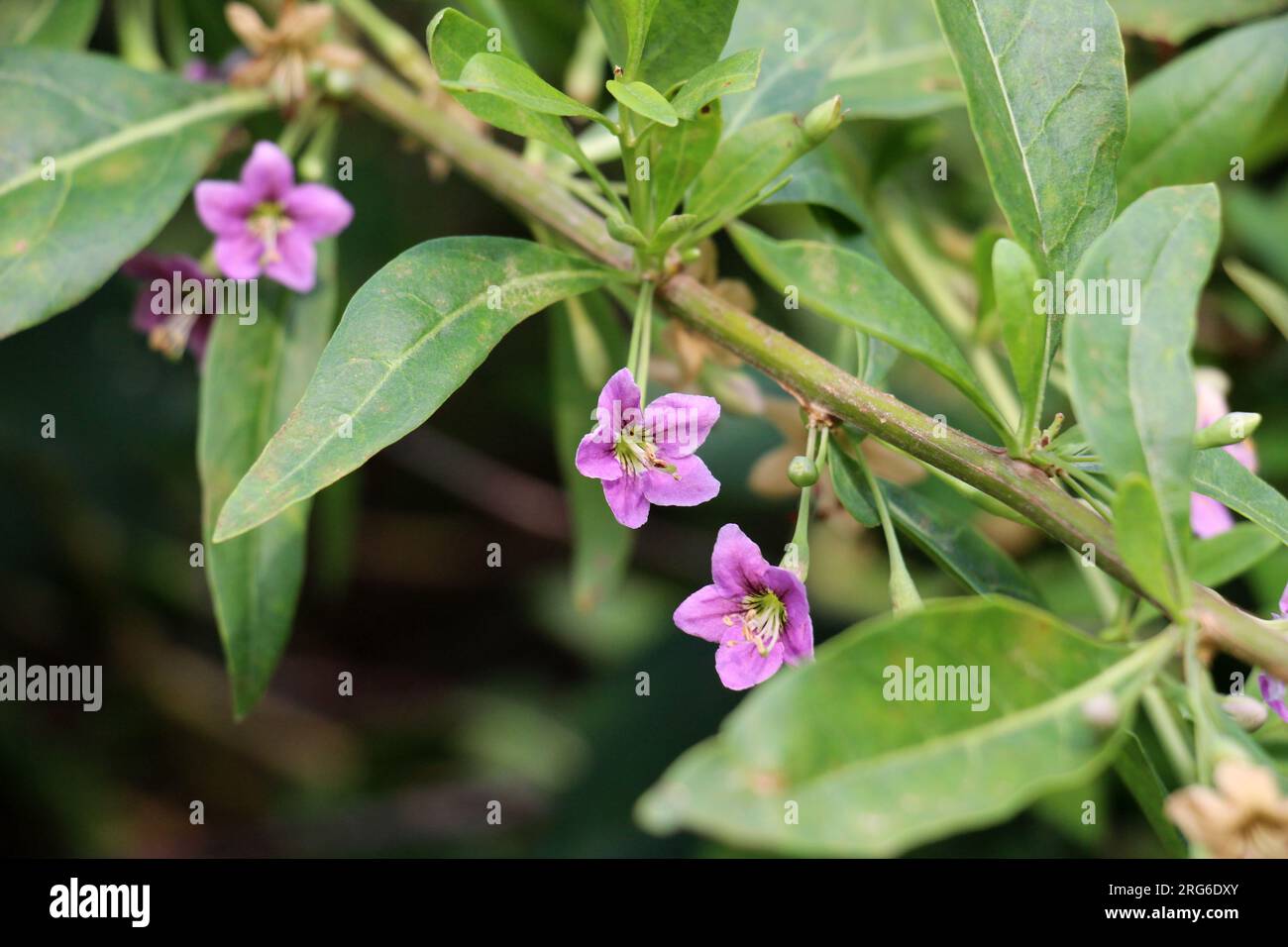 In der wilden Blüte ein Zweig Lycium barbarum Stockfoto