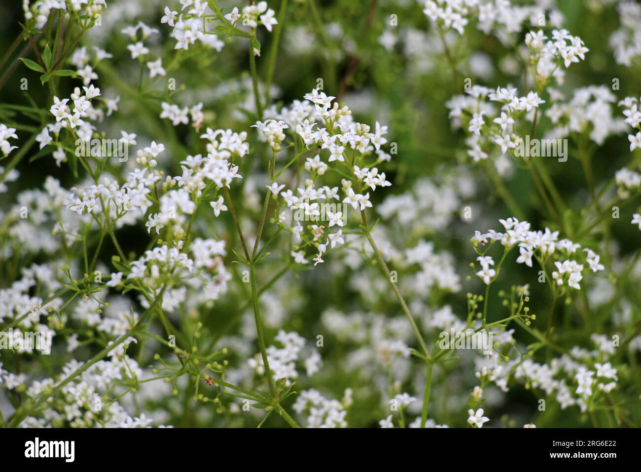 Galium wächst auf einer Wiese in freier Wildbahn Stockfoto