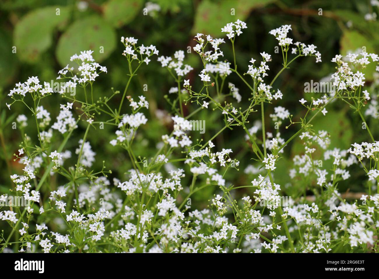 Galium wächst auf einer Wiese in freier Wildbahn Stockfoto