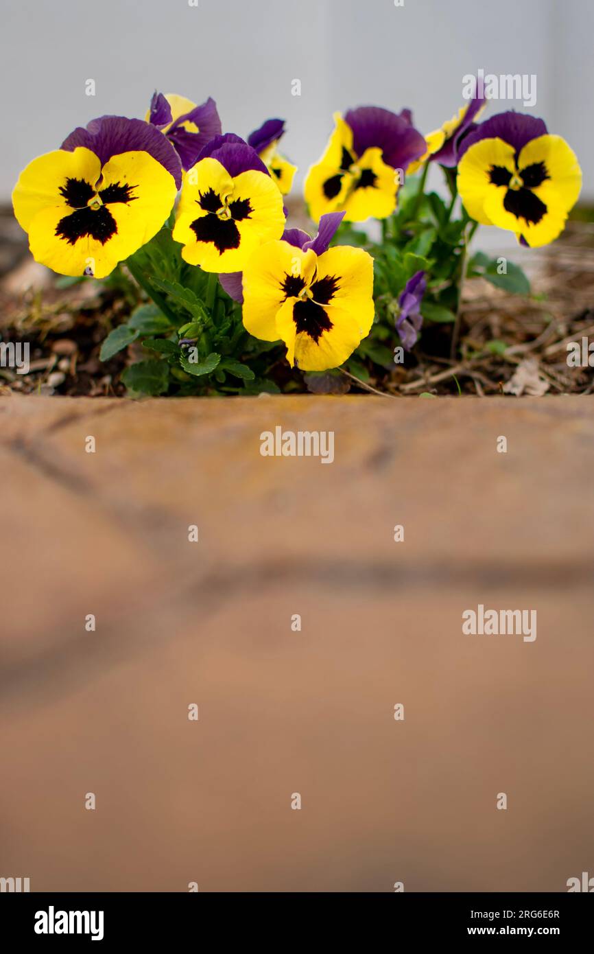 Schwarze und gelbe Blumen mit wütenden Gesichtern Stockfoto