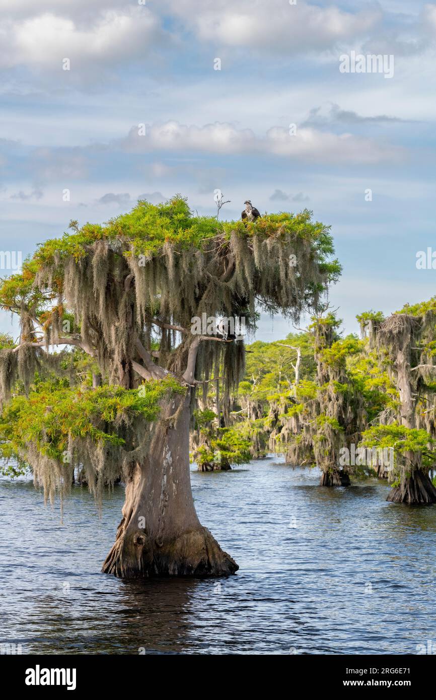 Nisting Osprey on bald Cypress Trees (Taxodium distichum) Blue Cypress Lake, Florida, USA, von Dominique Braud/Dembinsky Photo Assoc Stockfoto