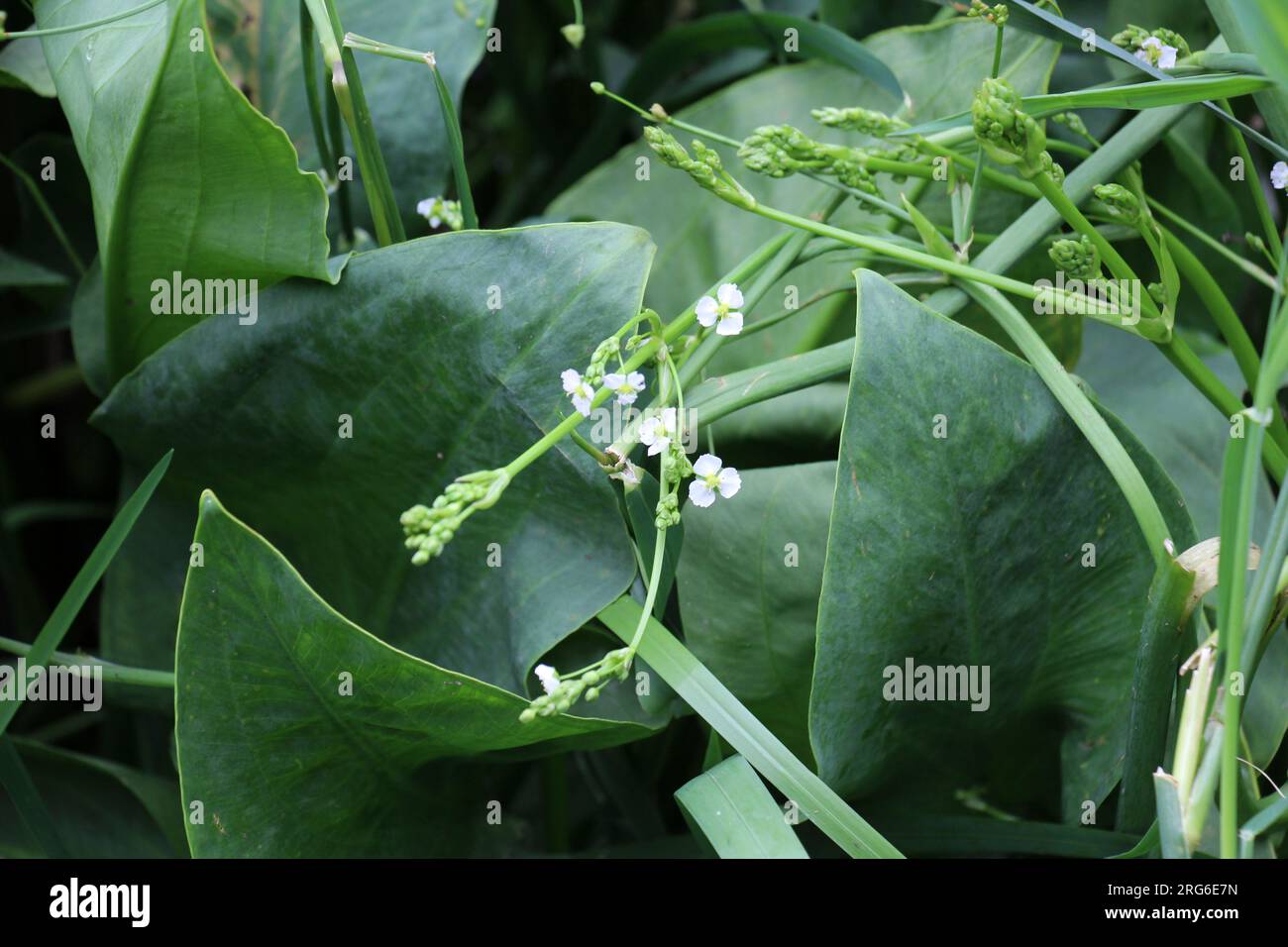 Alisma plantago-aquatica wächst im flachen Wasser des Flussufers Stockfoto