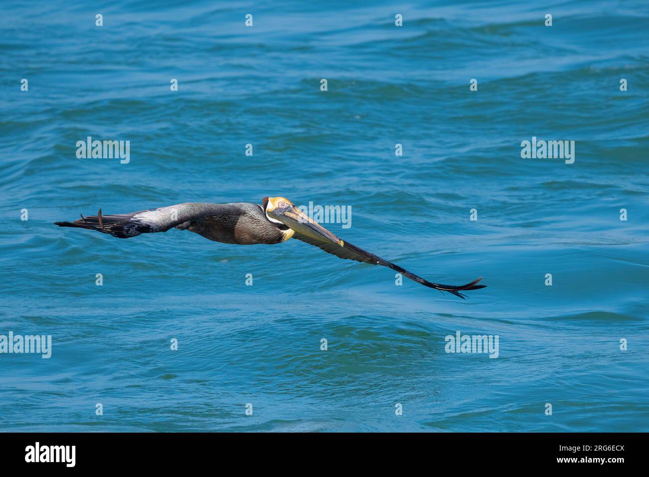 Braunpelikan (Pelecanus occidentalis), Flug über den Atlantik, Florida, USA, von Dominique Braud/Dembinsky Photo Assoc Stockfoto
