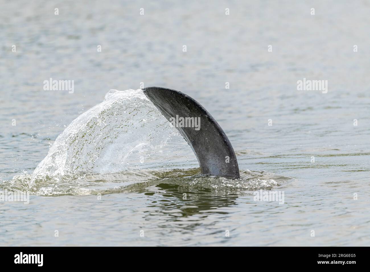 Seekühe (Trichechus manatus latirostris), Tauchen, Schwanzflosse, Merritt Island NWR, Florida., USA, von Dominique Braud/Dembinsky Photo Assoc Stockfoto