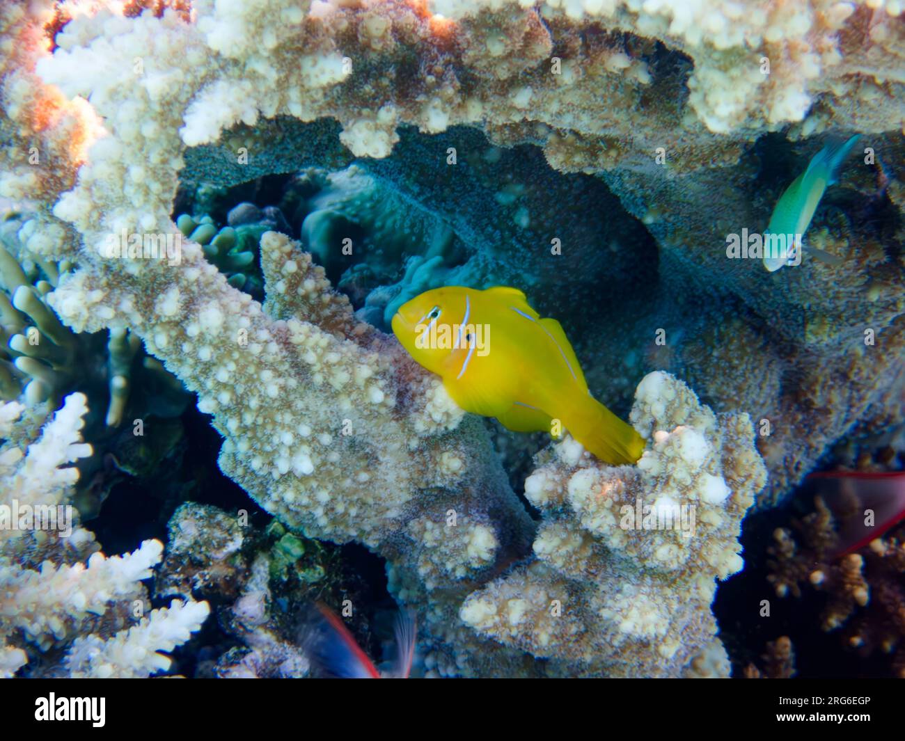 Zitronenkorallenfisch — (Gobiodon citrinus) Stockfoto