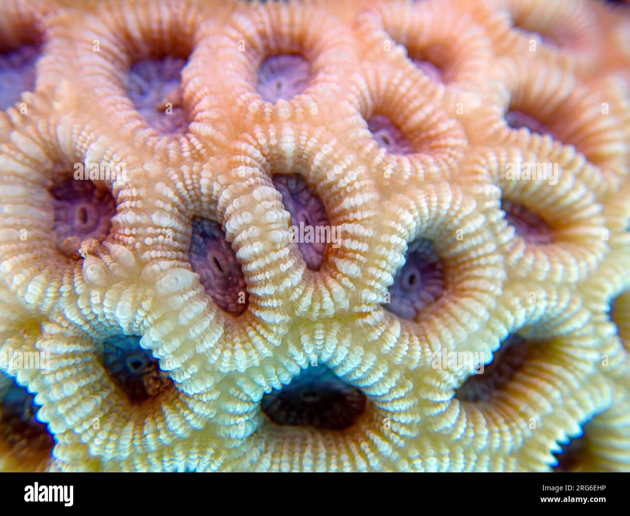 Knob LPS Coral (Favites Rotundata), Unterwasser-Makrofotografie Stockfoto