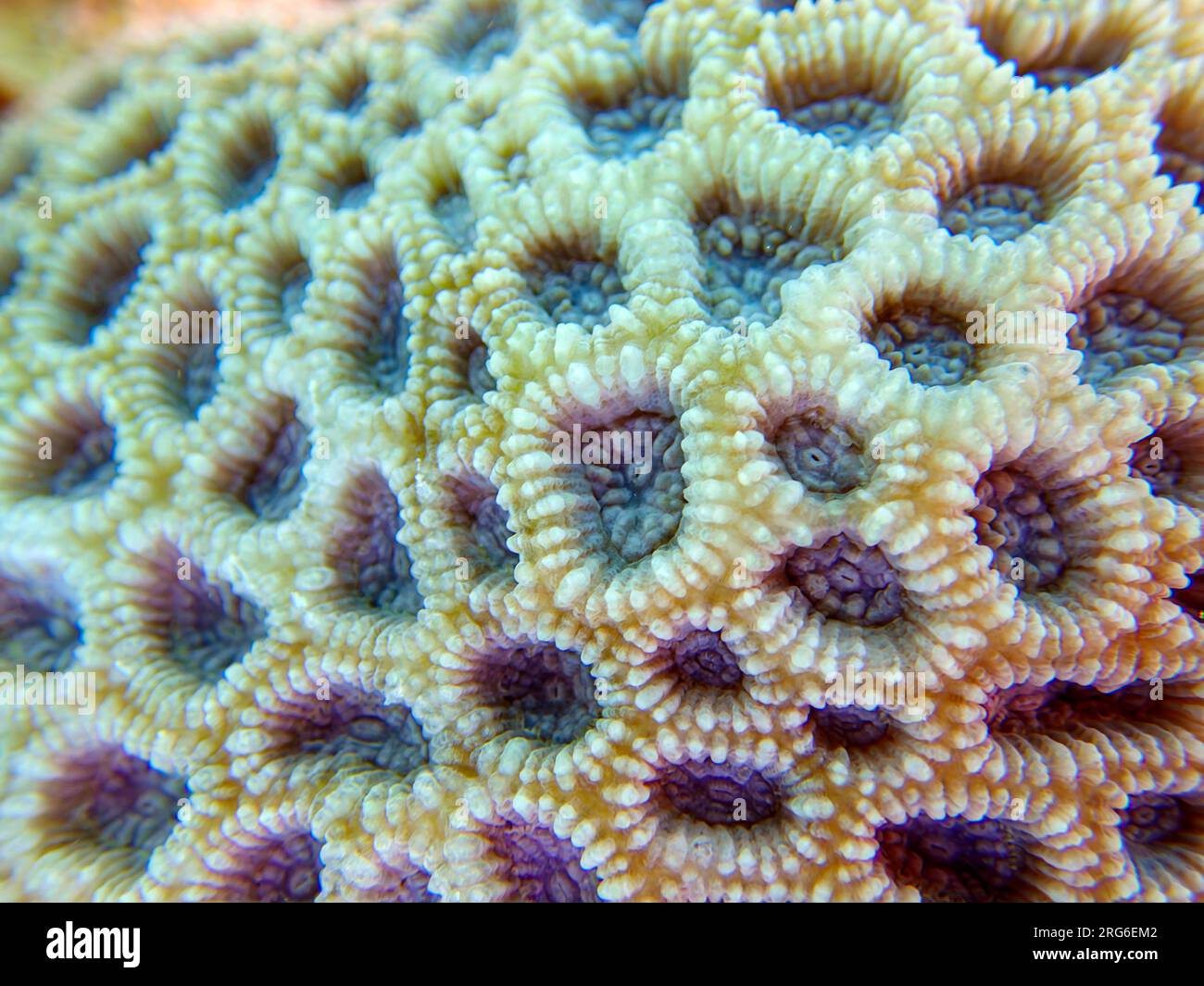 Knob LPS Coral (Favites Rotundata), Unterwasser-Makrofotografie Stockfoto