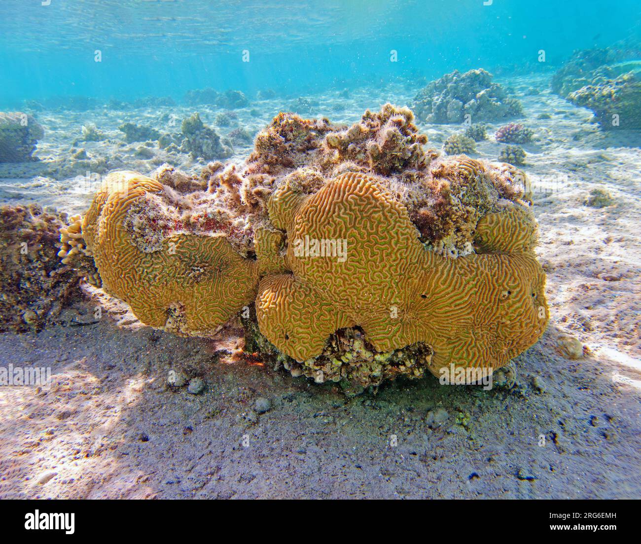 Colpophyllia natans - (Boulder Brain Coral), Unterwasser-Makrofotografie Stockfoto