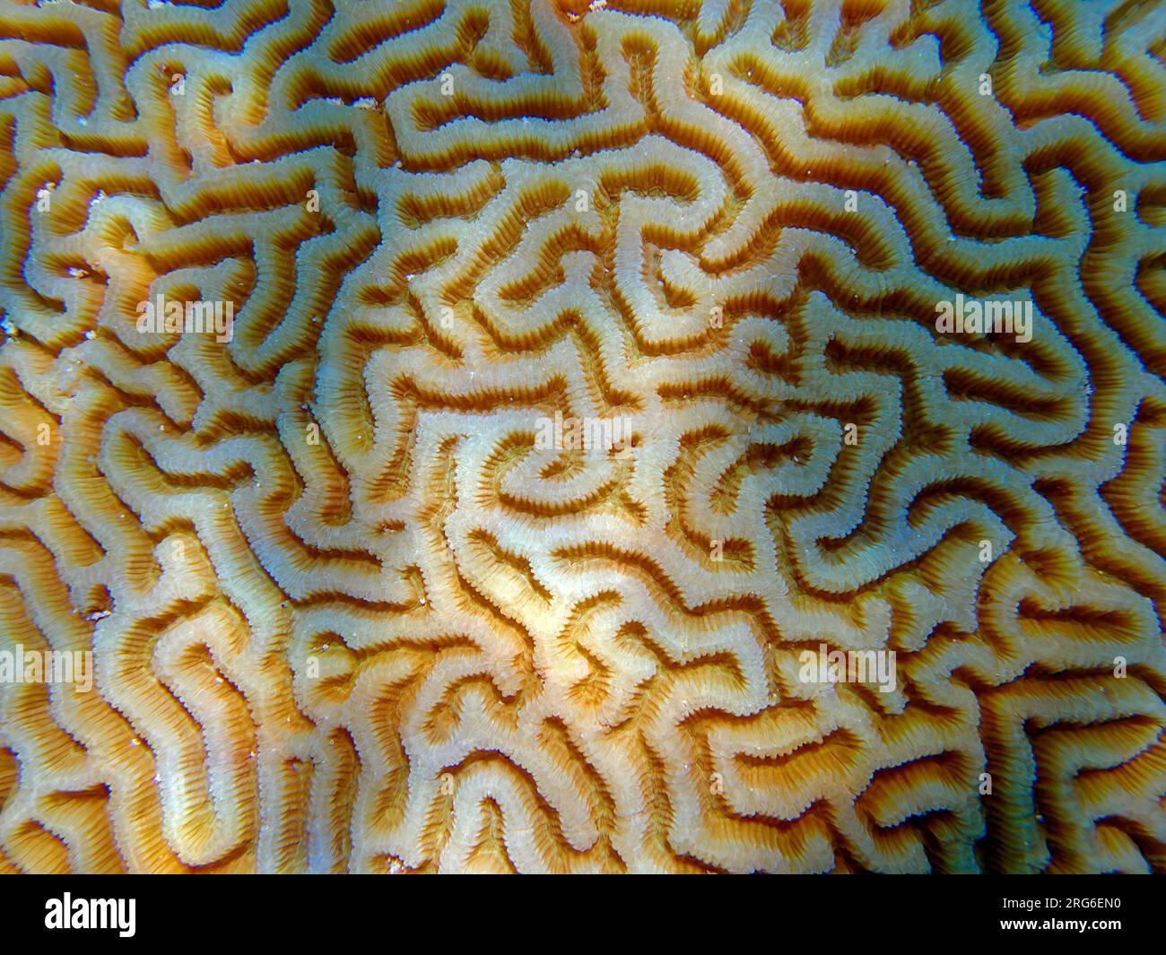 Colpophyllia natans - (Boulder Brain Coral), Unterwasser-Makrofotografie Stockfoto