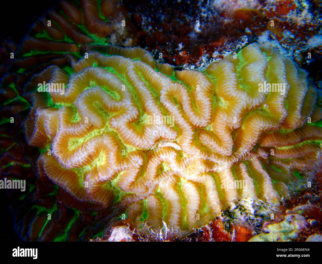Colpophyllia natans - (Boulder Brain Coral), Unterwasser-Makrofotografie Stockfoto