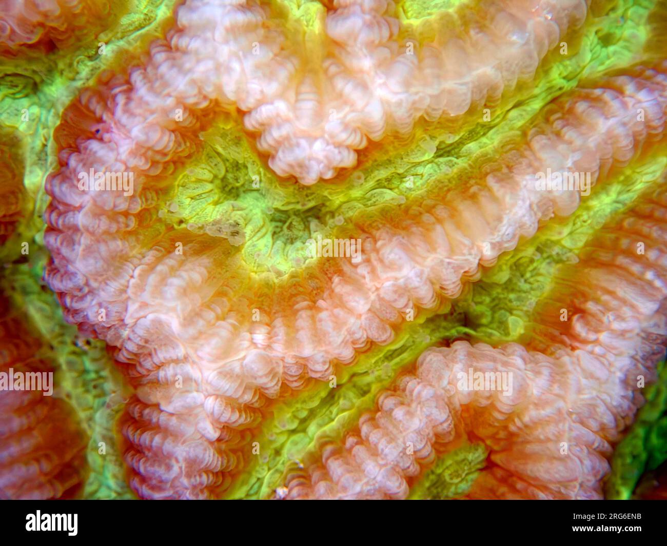 Colpophyllia natans - (Boulder Brain Coral), Unterwasser-Makrofotografie Stockfoto