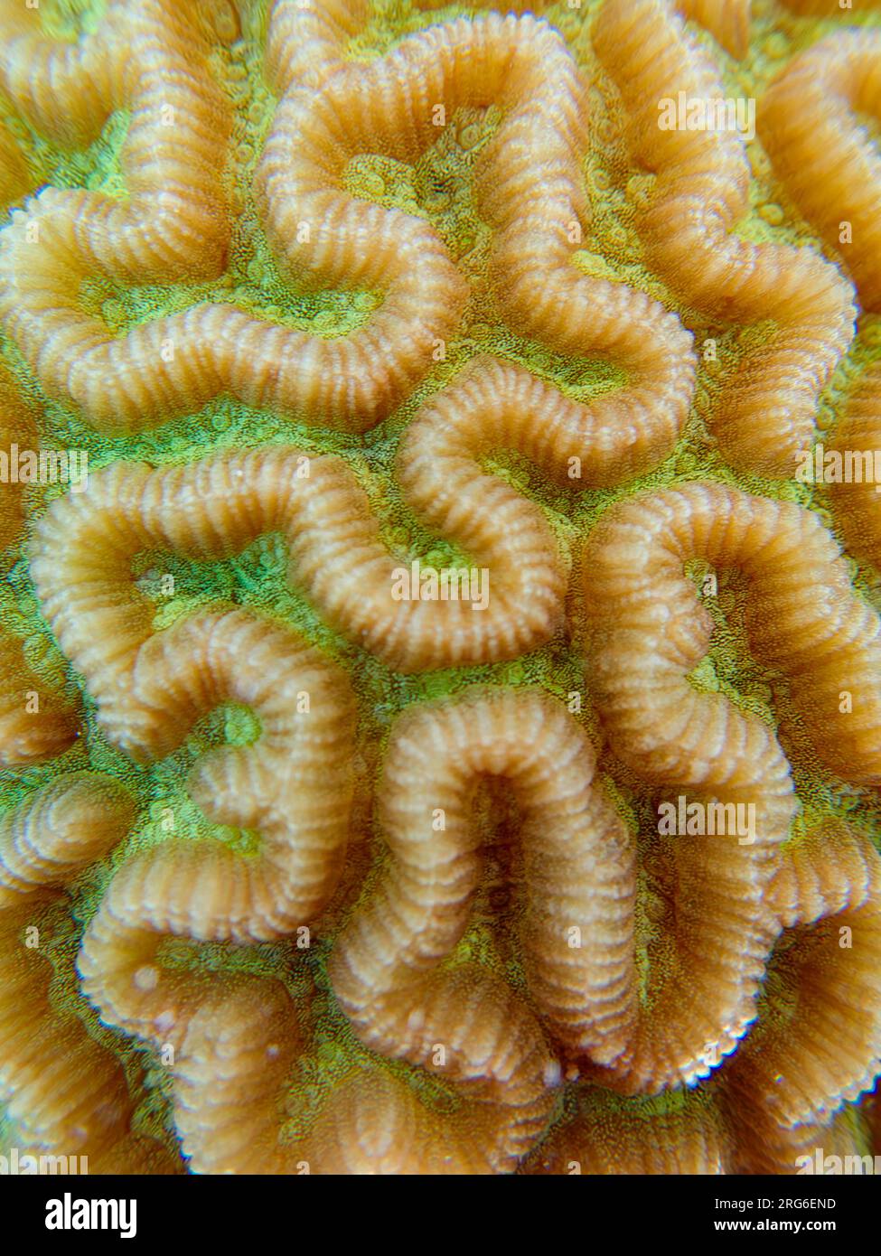 Colpophyllia natans - (Boulder Brain Coral), Unterwasser-Makrofotografie Stockfoto