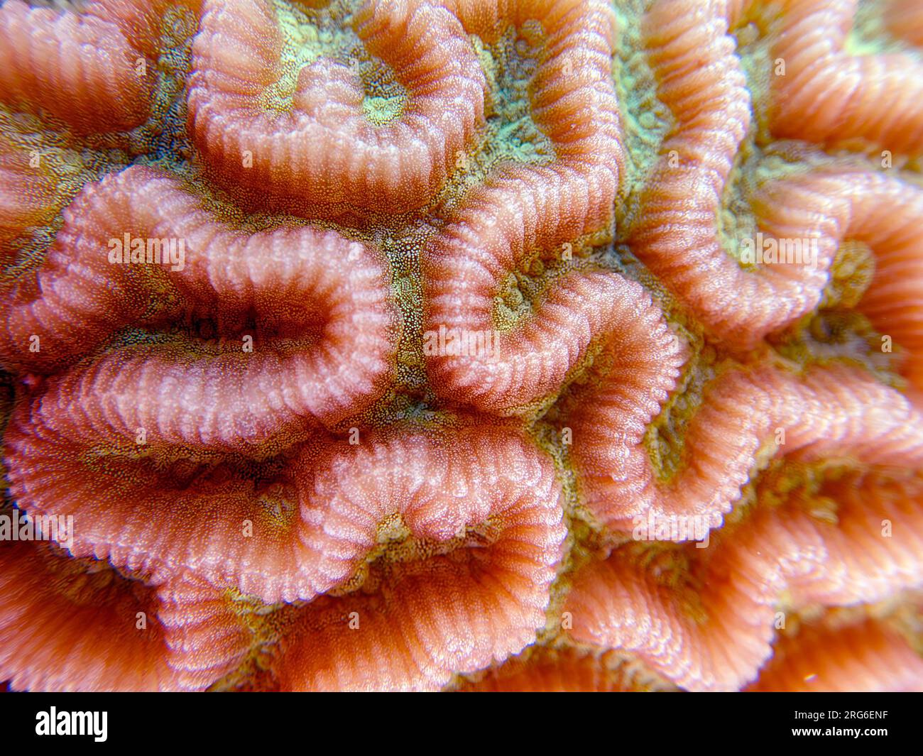 Colpophyllia natans - (Boulder Brain Coral), Unterwasser-Makrofotografie Stockfoto