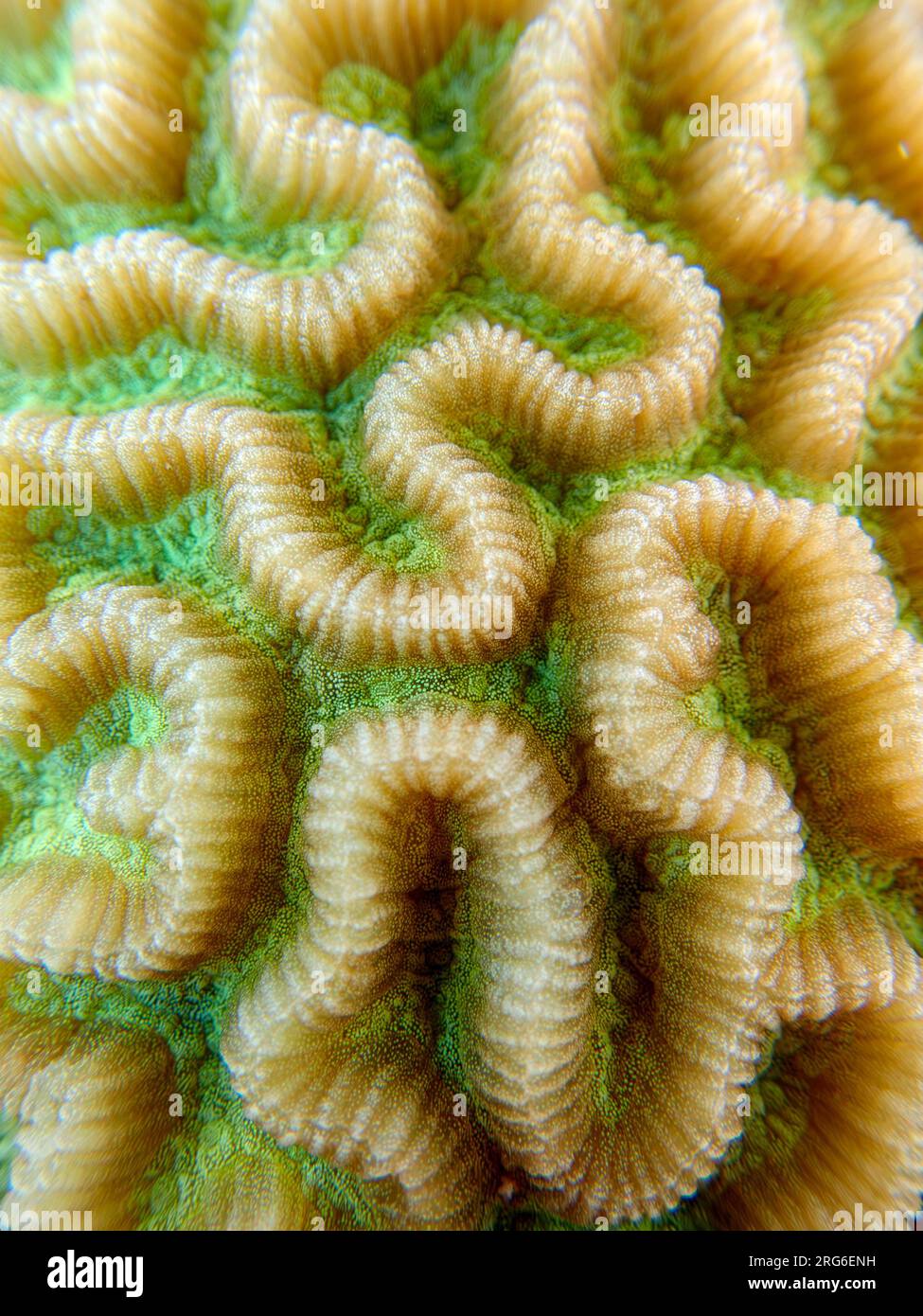 Colpophyllia natans - (Boulder Brain Coral), Unterwasser-Makrofotografie Stockfoto