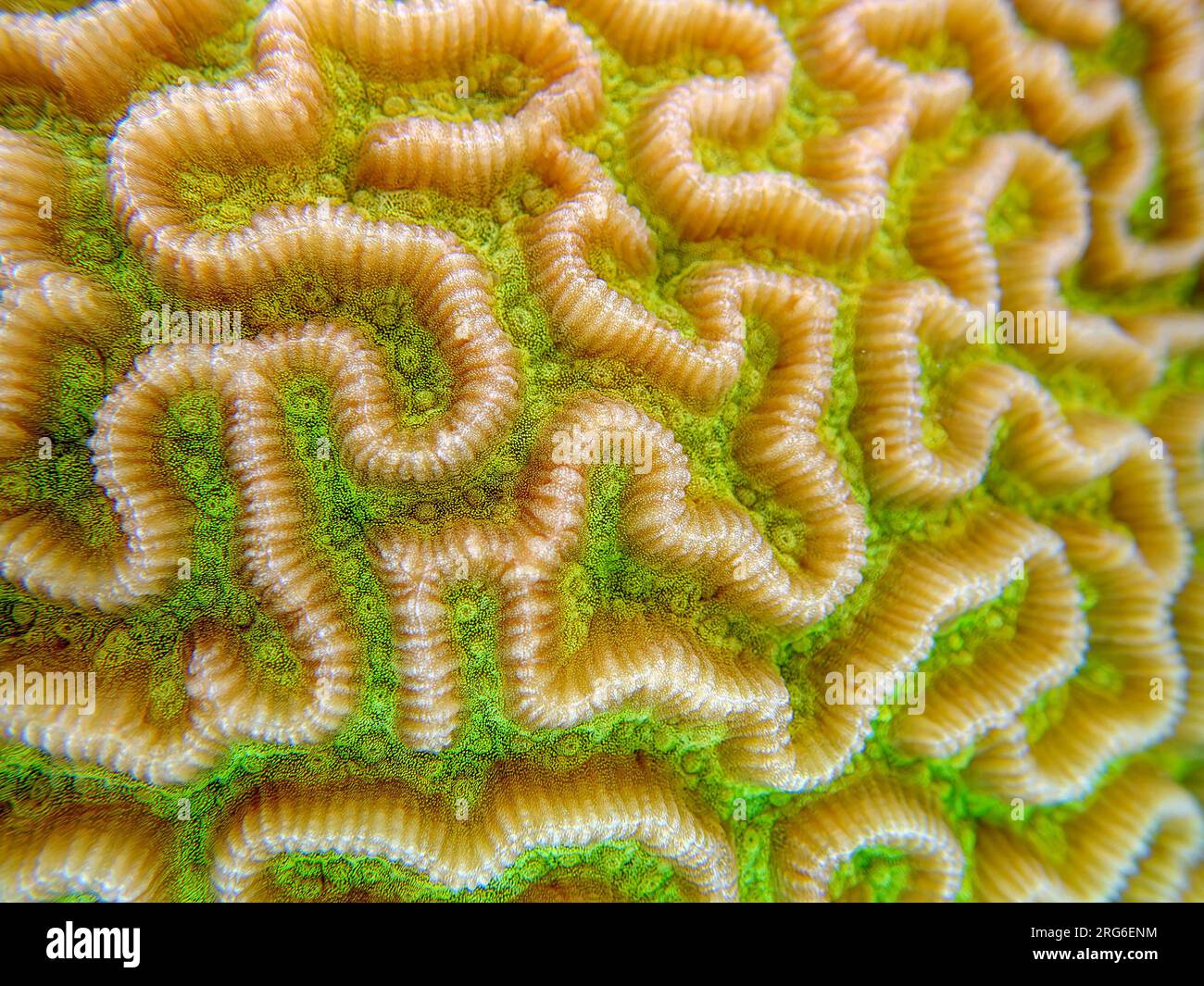 Colpophyllia natans - (Boulder Brain Coral), Unterwasser-Makrofotografie Stockfoto