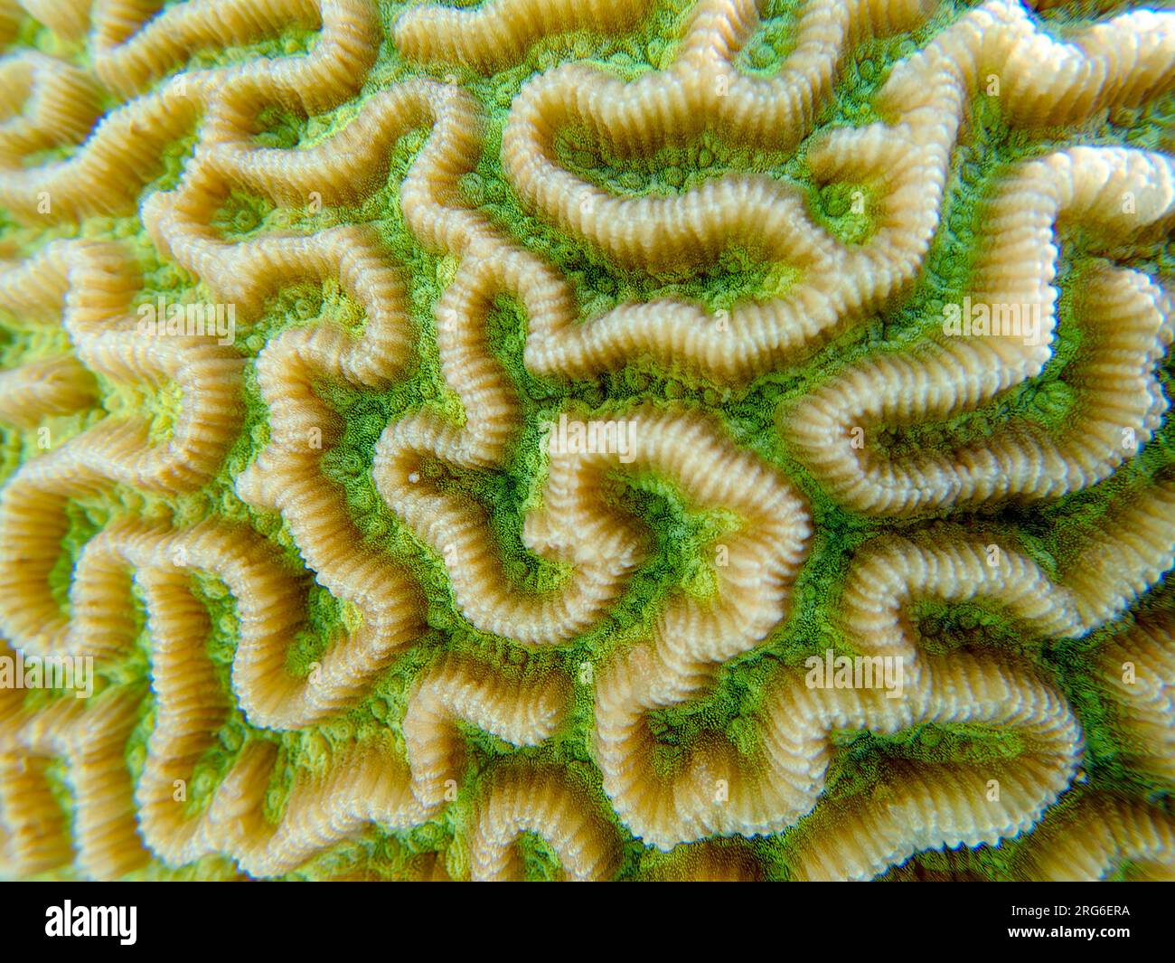 Colpophyllia natans - (Boulder Brain Coral), Unterwasser-Makrofotografie Stockfoto