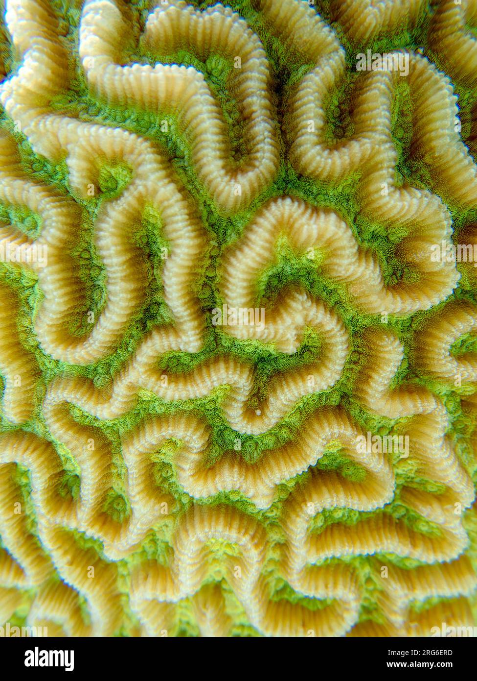 Colpophyllia natans - (Boulder Brain Coral), Unterwasser-Makrofotografie Stockfoto