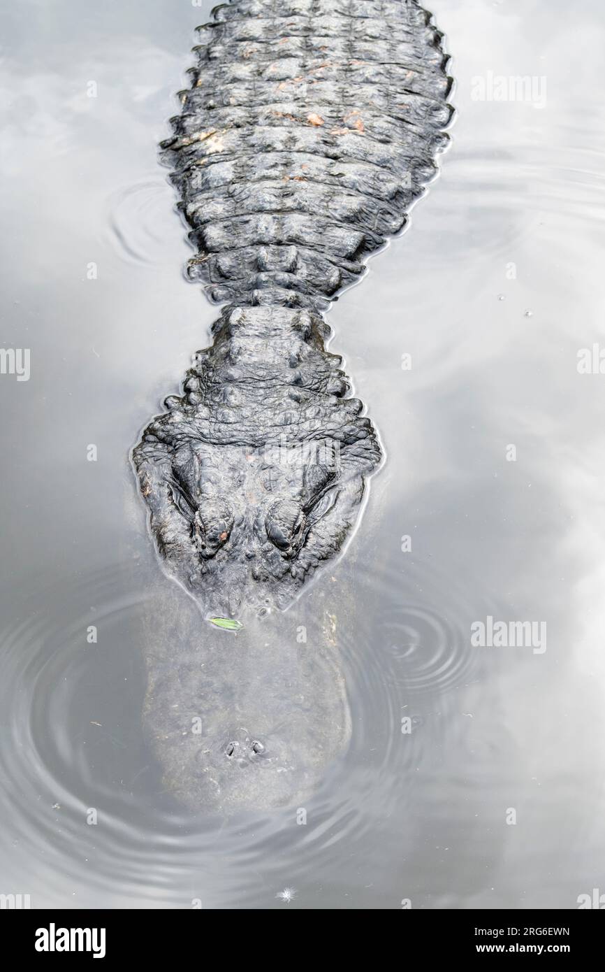 Amerikanischer Alligator (Alligator mississippiensis), on surface of water, Florida, USA, von Dominique Braud/Dembinsky Photo Assoc Stockfoto
