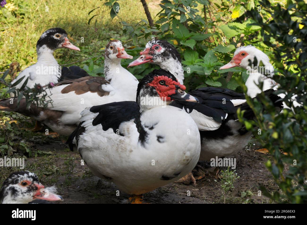 Eine Gruppe ausgewachsener Moschusenten (Cairina moschata) Stockfoto