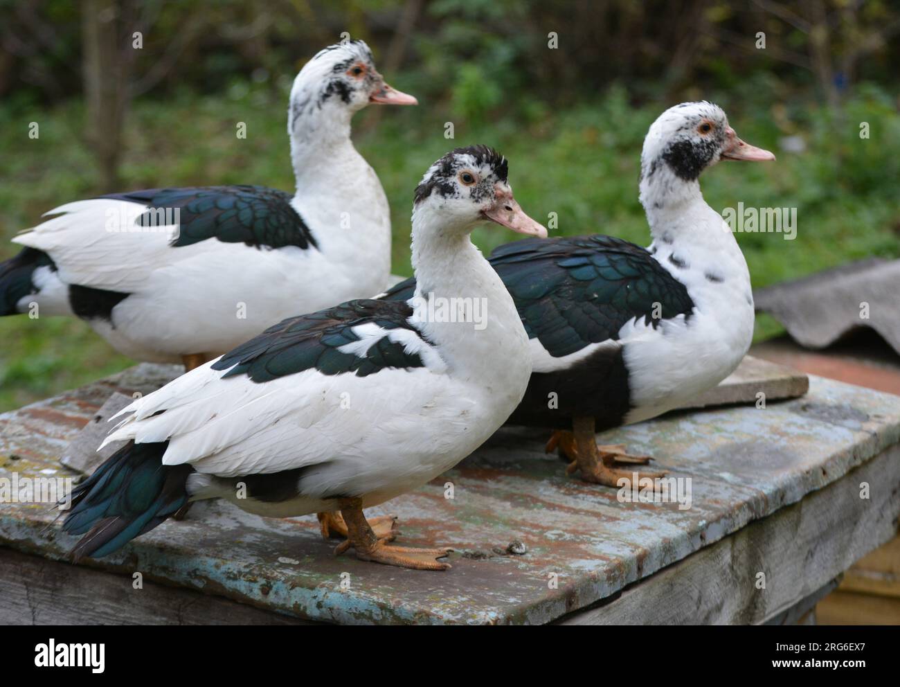 Eine Gruppe ausgewachsener Moschusenten (Cairina moschata) Stockfoto