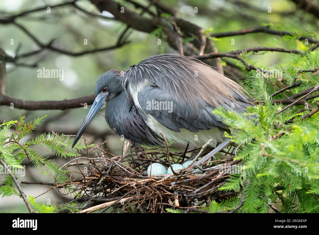 Dreifarbige Reiher (Egretta tricolor) auf Nest, April, Florida, USA, von Dominique Braud/Dembinsky Photo Assoc Stockfoto