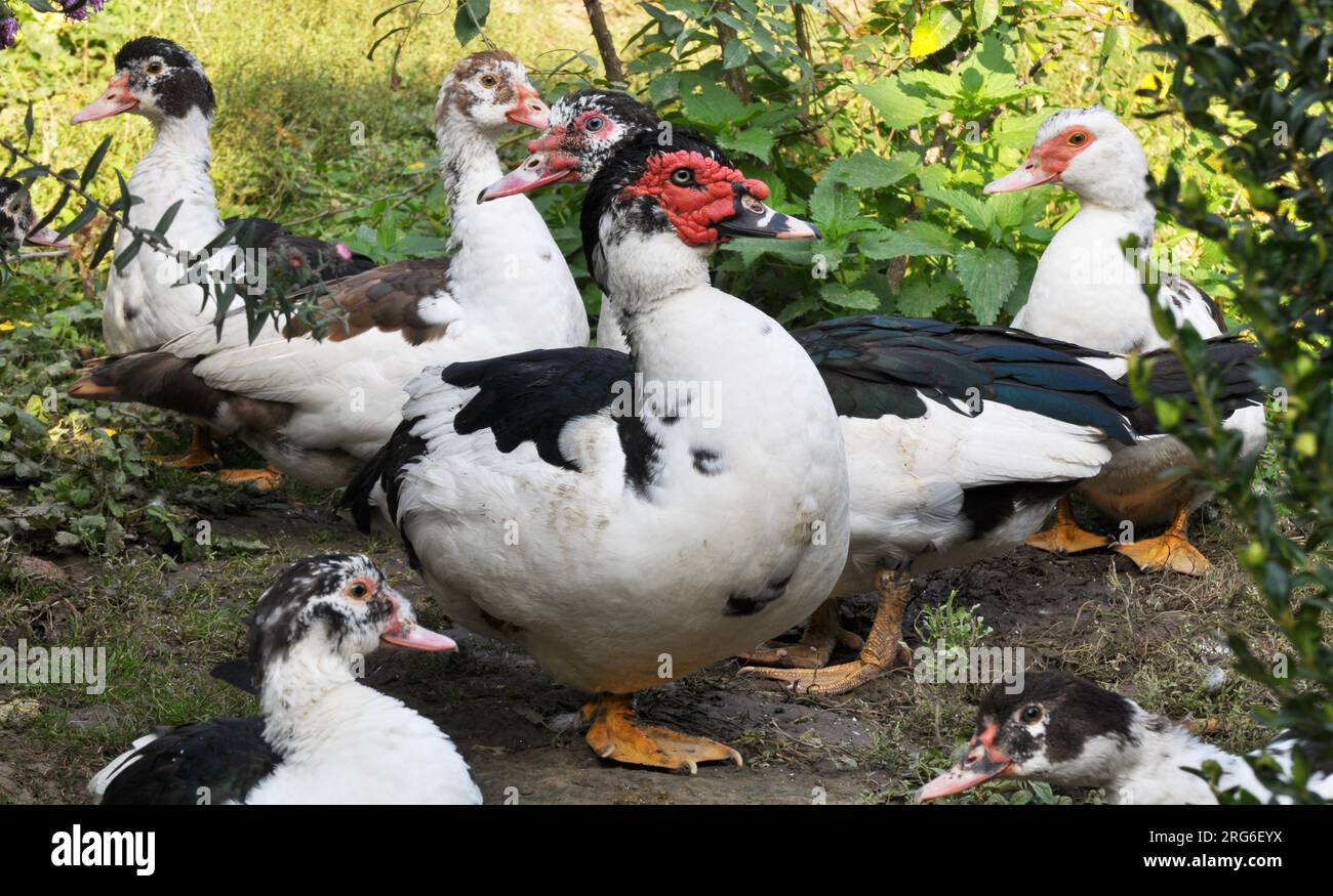 Eine Gruppe ausgewachsener Moschusenten (Cairina moschata) Stockfoto