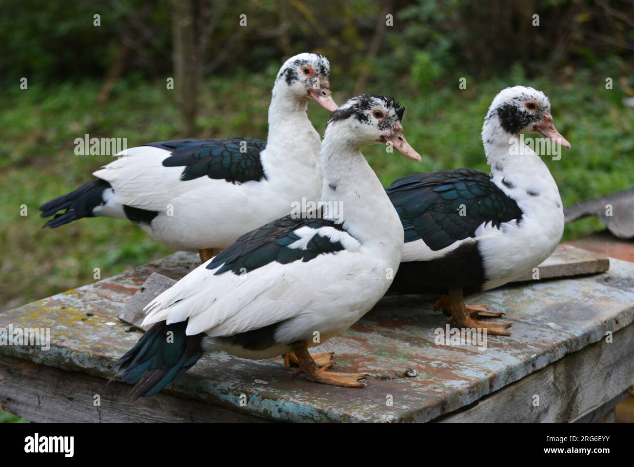 Eine Gruppe ausgewachsener Moschusenten (Cairina moschata) Stockfoto