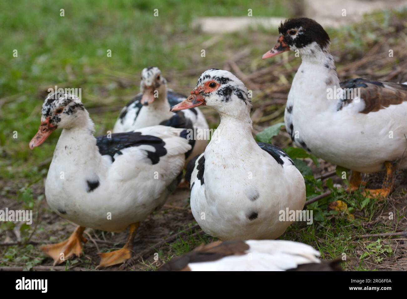 Eine Gruppe ausgewachsener Moschusenten (Cairina moschata) Stockfoto