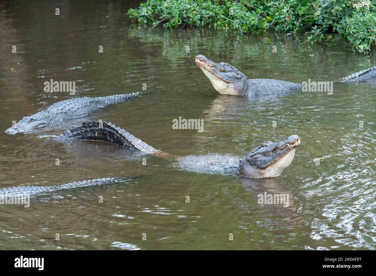 Amerikanischer Alligator (Alligator mississippiensis), der vor der Paarung ein Brautverhalten zeigt, Florida, USA, von Dominique Braud/Dembinsky Photo Assoc Stockfoto