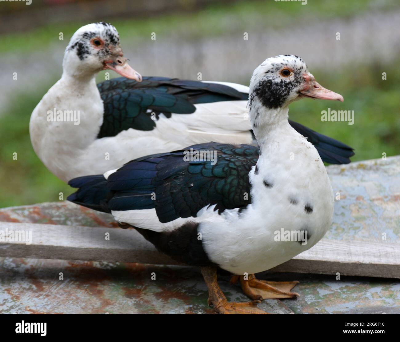 Eine Gruppe ausgewachsener Moschusenten (Cairina moschata) Stockfoto