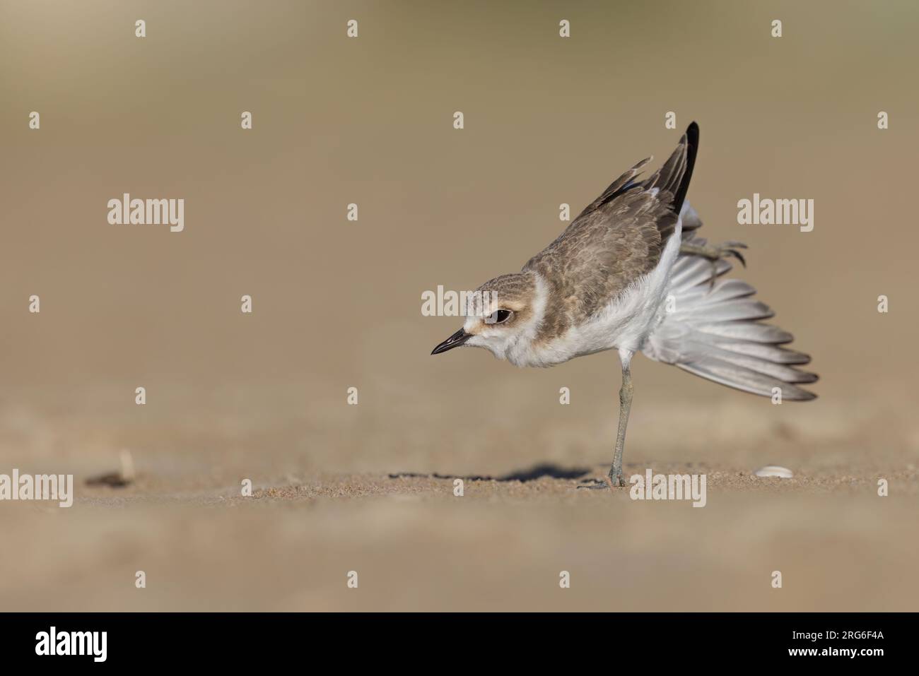 Stretching Vogel, Wader oder Küstenvögel, kentish Teich am Strand. Stockfoto