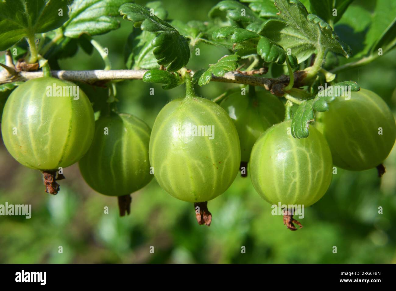 Stachelbeere mit reifen Beeren Stockfoto