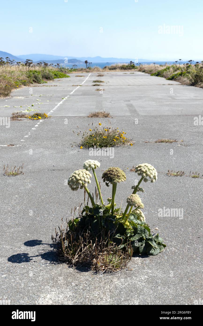 Angelica-Blumen wachsen durch den Beton eines verlassenen Parkplatzes. Stockfoto